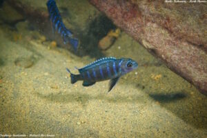 Tropheops kamtambo 'Border'